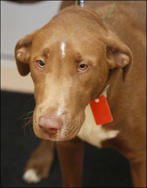 ‘Remy,’ male bull terrier mix, pound # 5926.