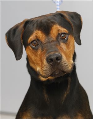 ‘Zeus,’ male Rottweiler mix, pound # 1235