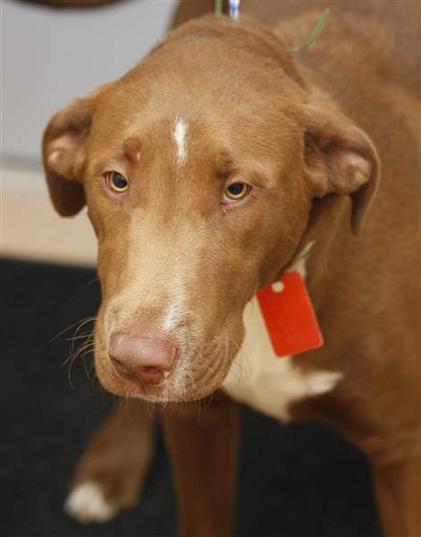 CTY-dogs26p-remy