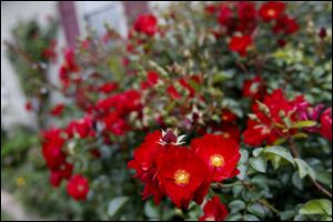 Knock Out Roses continue to bloom late in the season.