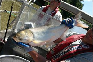 Travis Schepker, a biology intern, holding an Asian carp pulled from the Illinois River near Havana, Ill.  Scientists are monitoring native fish populations for signs of damage from Asian carp. 