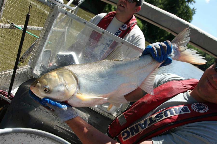 Travis-Schepker-a-biology-intern-holding-an-Asian-carp