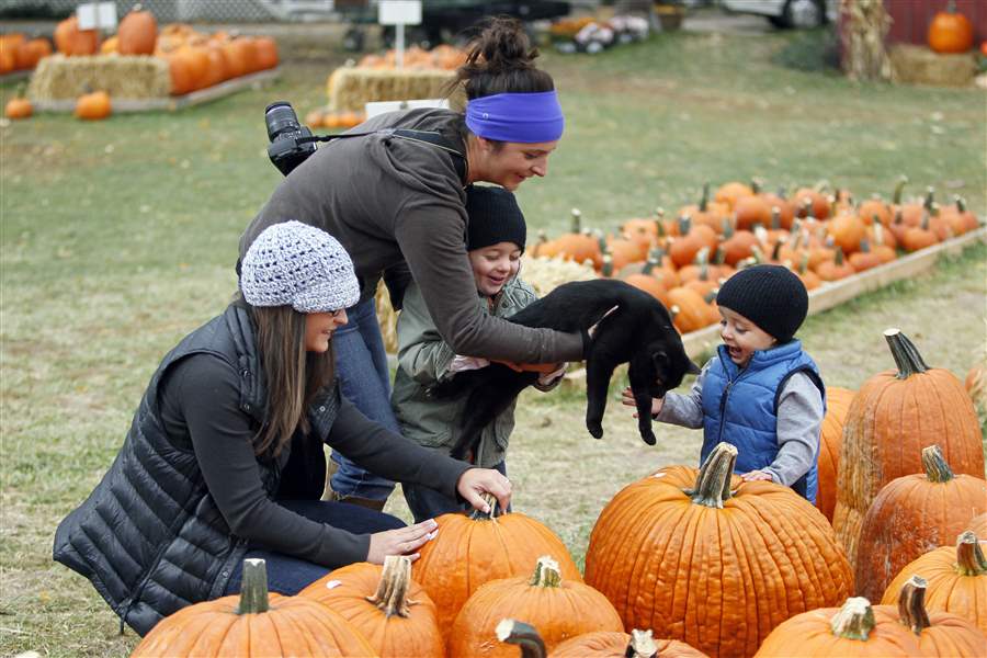 Pumpkin-sale-black-cat