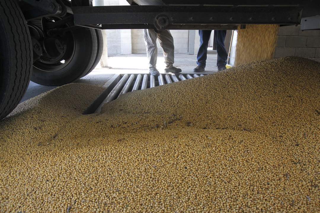 Soy-beans-are-dumped-from-a-truck