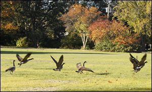 Canada Geese inhabit the former YMCA site next to Woodsdale Park in Toledo. Members of the Toledo Unleashed group are working on an agreement with the city to put a dog park there.