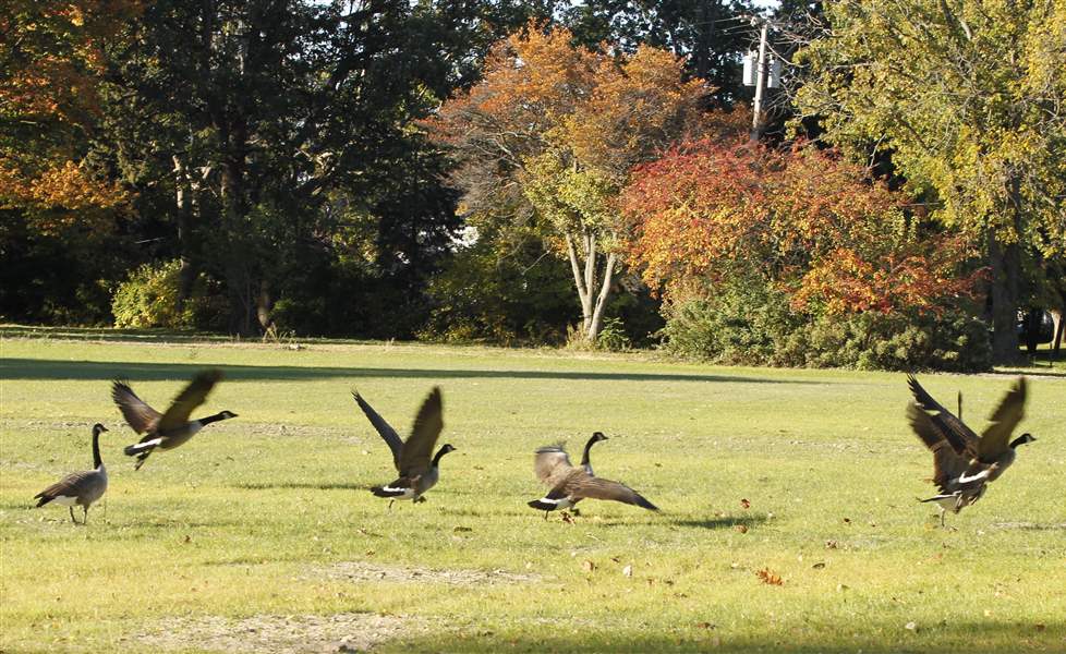 Canada-Geese-inhabit-the-former-YMCA