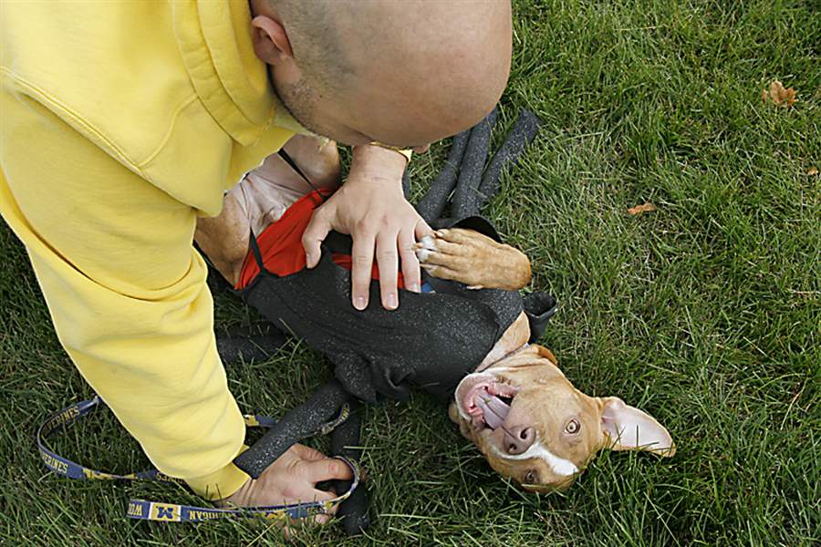 Pit-bull-celebration