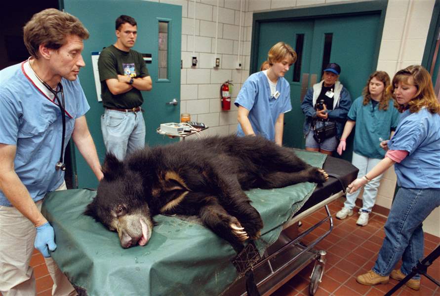 CTY-SLOTH-BEAR-ZOO-EXAM-2
