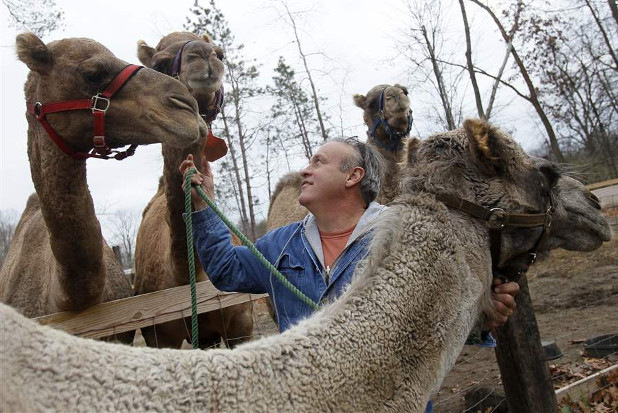 NBRN-camels19p-1