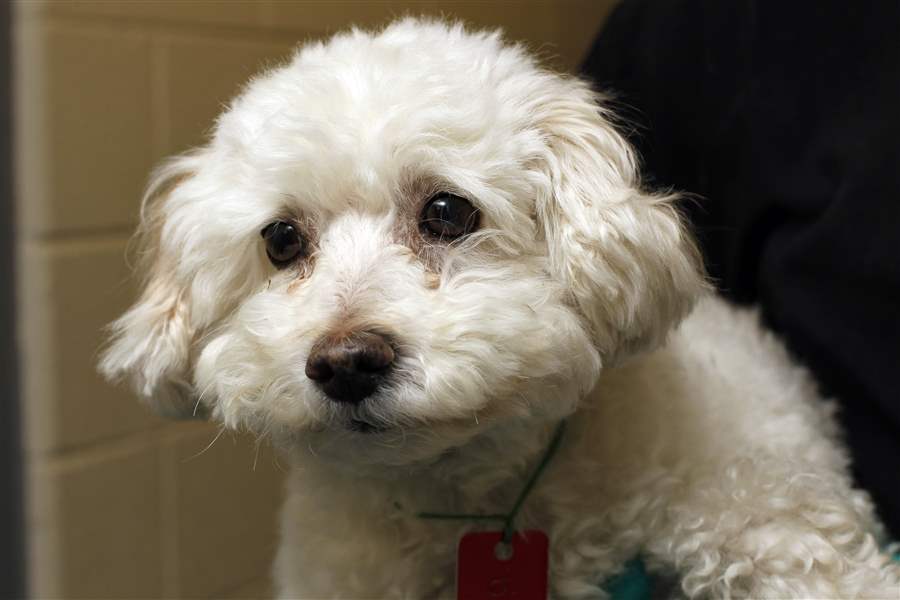 Dogs-for-adoption-Menchi
