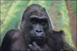 Colo, the first gorilla born in a zoo, is turned 56, and celebrating the birthday with some special treats at her central Ohio home. Colo is the oldest gorilla in any zoo. She was born at the Columbus Zoo and Aquarium in 1956.