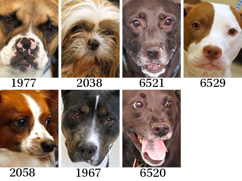 Dogs-for-adoption-12-29