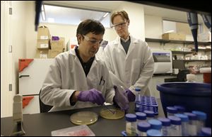 Principal scientists Matt Drever, left, scrapes bacteria from an agar plate during an antibody phage experiment as principal scientist Charlie Holst watches at the Pfizer laboratory at the the University of California at San Francisco (UCSF) Mission Bay campus in San Francisco.