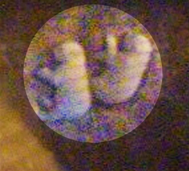 POLAR-BEAR-CUBS-1-23