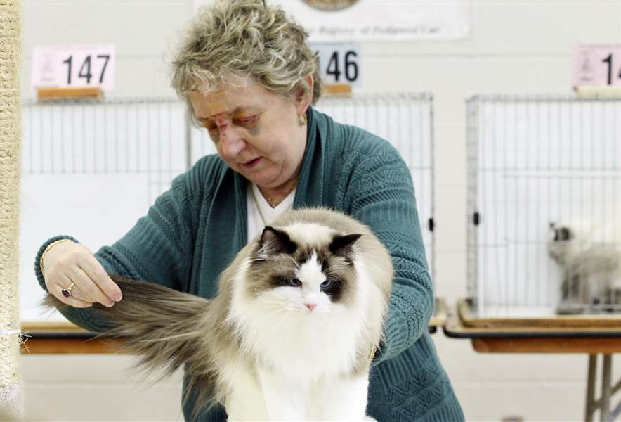 CTY-CATSHOW28p-judge