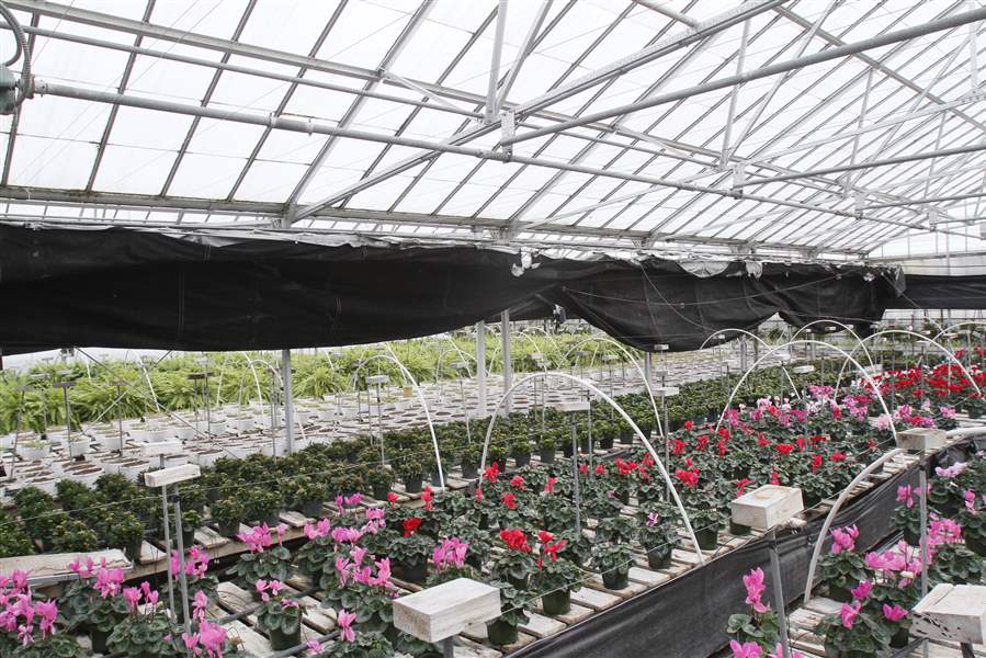 Nature gets a helping hand The Blade