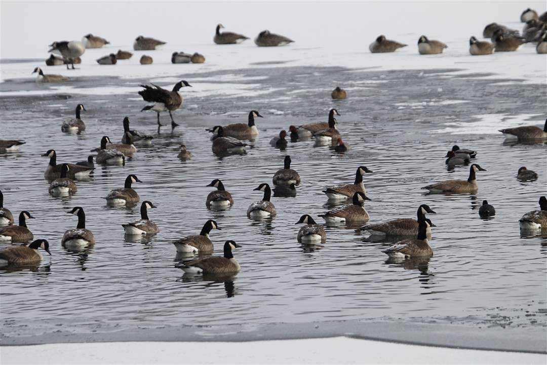 WEBSylv-rover03p-geese-at-Olander