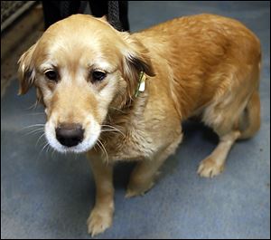 Lady, a golden retriever rescued from the ice, remains at the dog pound until its owner pays the outstanding fines and fees. 