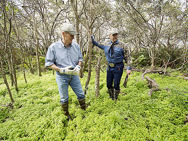 Pythons a needle in Everglades’ haystack | The Blade