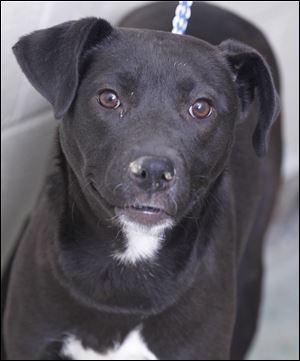 Lady Bird, a female Lab/Terrier mix, Animal ID 000062.