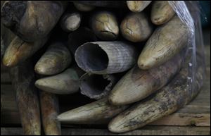 Ivory tusks are displayed after being confiscated by Hong Kong Customs in Hong Kong in January.