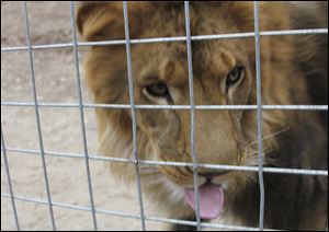 The 4-year-old male African lion named Couscous killed a female intern-volunteer today at Cat Haven, an animal park in Dunlap, Calif., where the cat had been raised since it was a cub. 