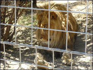 A 5-year-old male African lion named Couscous at Cat Haven, a private wild animal park in Dunlap, Calif. Authorities say the lion killed a female intern-volunteer.