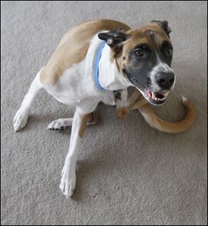  Brody, a 3-year-old Boxer mix, has severe allergies and is required to have allergy shots every 14 days.