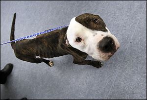 Will, an emaciated dog that was found as a stray and taken to the Lucas County Dog Warden’s Office, weighs 29 pounds. He’s now living in a foster home.
