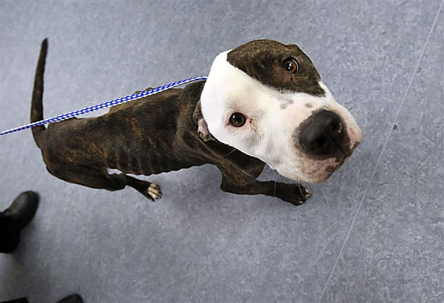 Emaciated-dog-Will