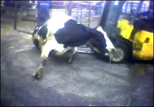 A Hallmark Meat Packing slaughter plant worker is shown attempting to force a 