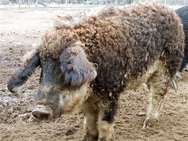 Native farmer challenges Michigan's exotic hog ban | The Blade