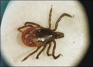 The Ohio Department of Health has told local officials that it no longer will provide lab testing for arthropods such as ticks, which can carry Lyme disease.