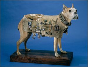 After Stubby died in 1926, his skin was placed over a plaster cast. The statue was on display as a loan at the Red Cross Museum for many years. It is now on exhibit at the National Museum of American History in Washington. 