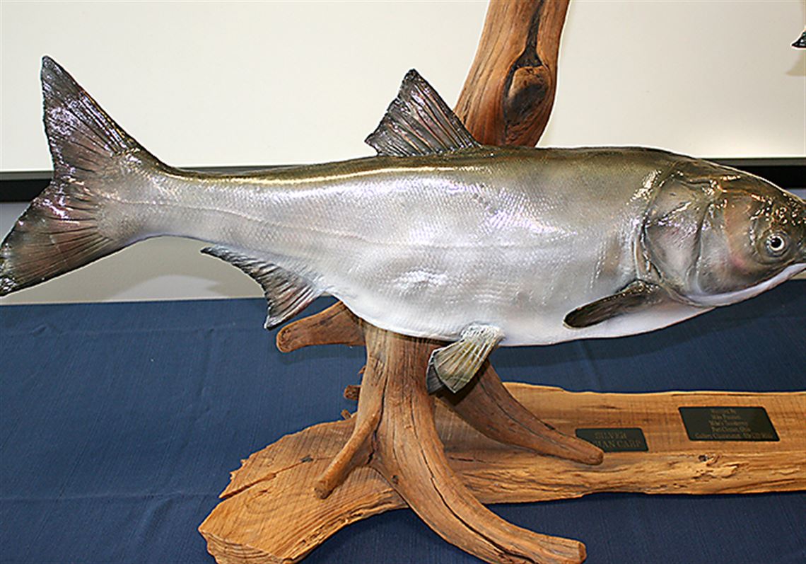 Taxidermist gets work on Asian carp — as scary displays | The Blade, image size:1140x797
