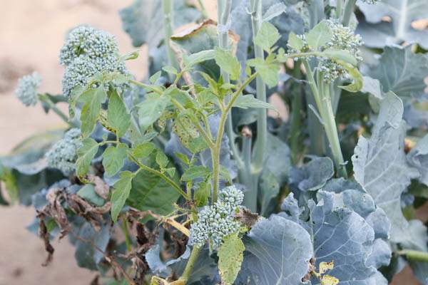 Broccoli-side-shoots-in-the-Scotts-garden