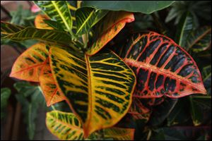 This tropical plant is a croton. 