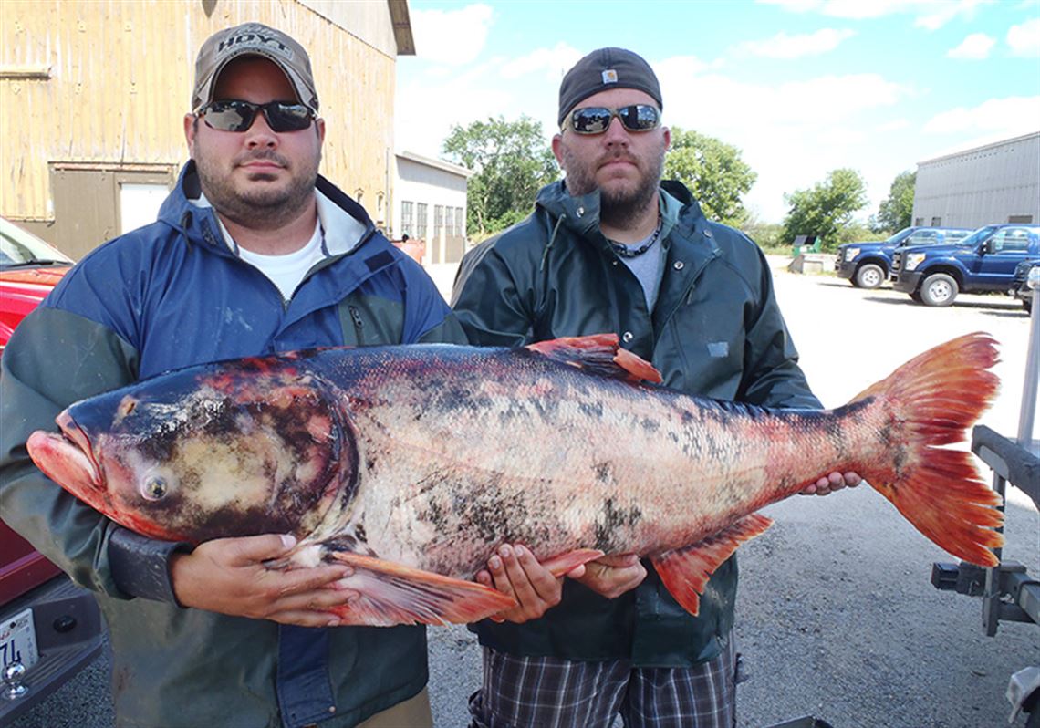 Asian carp sizes up threat | The Blade, image size:1140x798
