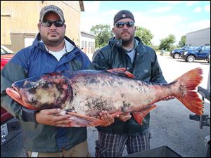 Biologists hold a 54-inch, 82-pound Asian carp caught in a Chicago urban retention pond. Illinois state officials believe it was stocked in the pond unintentionally along with catfish 10-20 years ago.