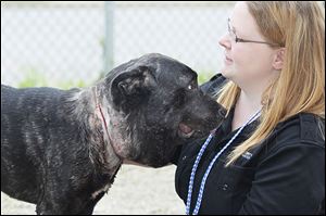 Lucas County Dog Warden Julie Lyle visits with Princess P, the dog who’s become a worldwide celebrity after being found with a collar embedded in her neck. 