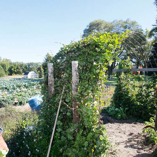 Malabar-spinach-growing-on-a-trellis