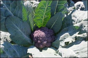 A purple cauliflower, David Moenter's favorite fall crop.