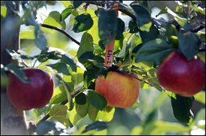 A tag, identifying a new breed of apple variety, is seen hanging from a branch in the apple orchard.
