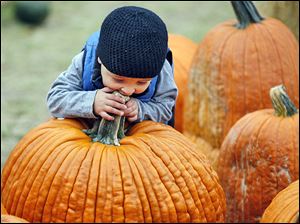 A youngster takes a bite of a giant pumpkin at Fleitz Pumpkin Farm in Oregon.