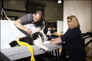 Test technician Dan Elwing and Lindsey Wolko, founder of the Center for Pet Safety, prep a crash-test dog that’s been specially weighted and instrumented. 