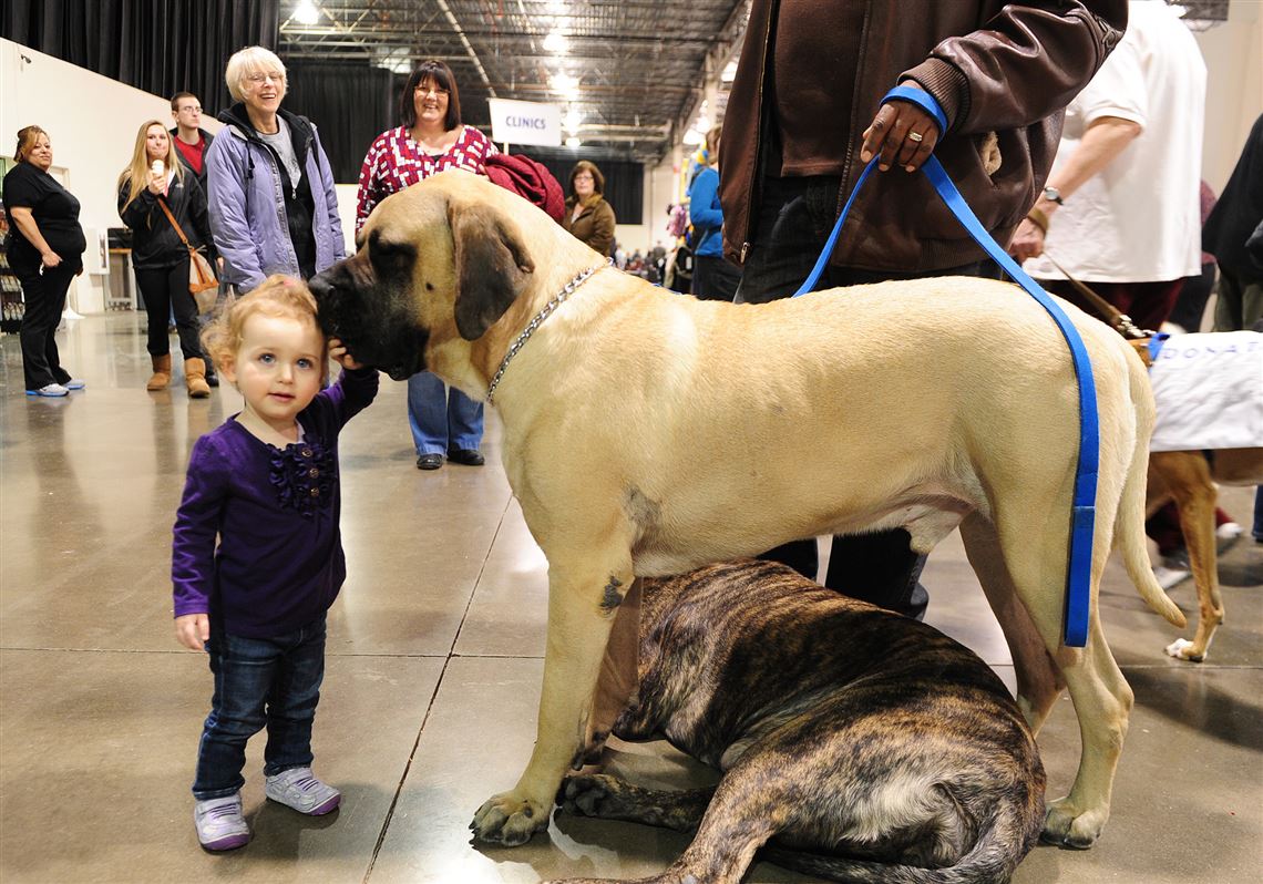 Выставка собак в москве 2021 сокольники. Ярославль выставка собак. Выставка собак 20. Выставка собак в симферополе 2020. Выставка собак в туле 20,11.