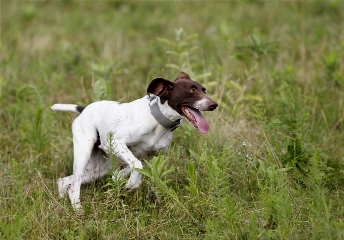 thomas davis dog trainer