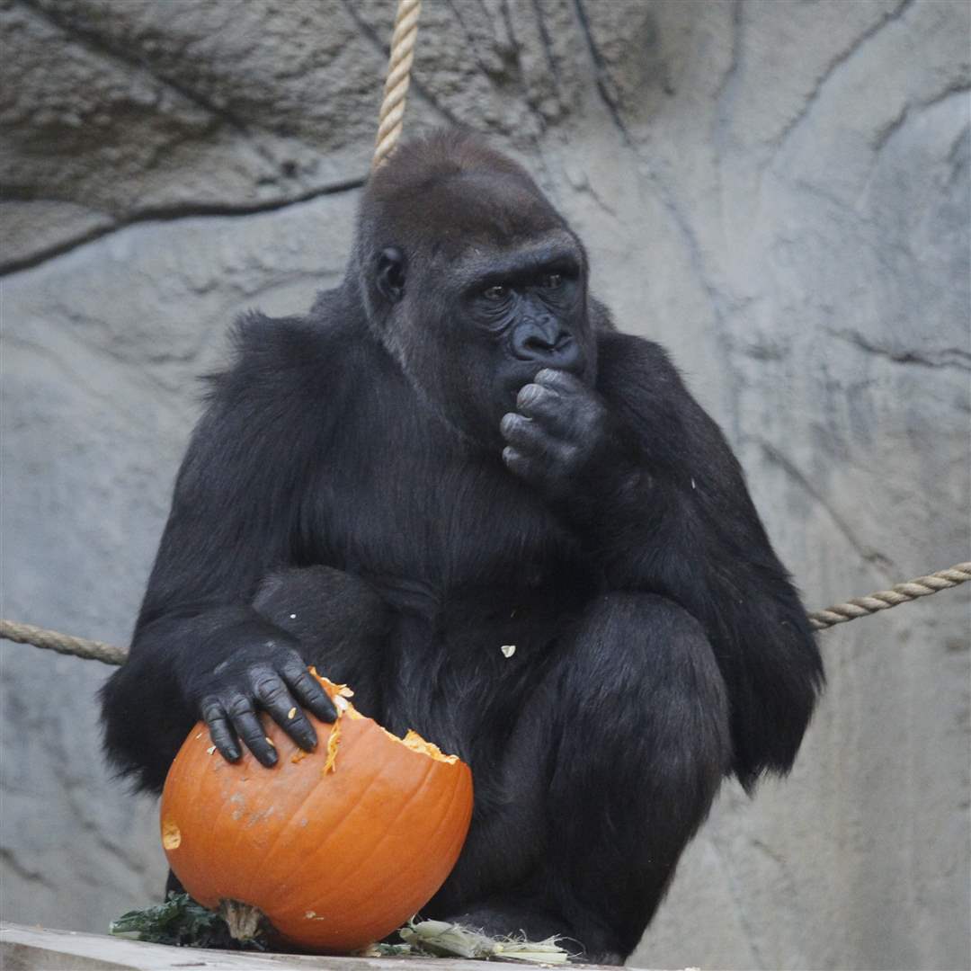 CTY-zoo28p-eat-insides