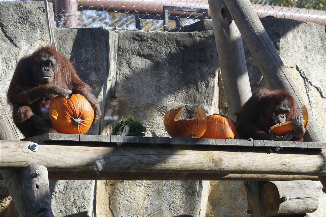 CTY-zoo28p-Orangutans