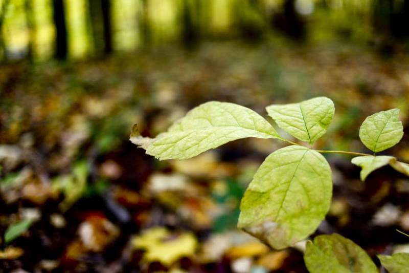 Fall-color-leaf